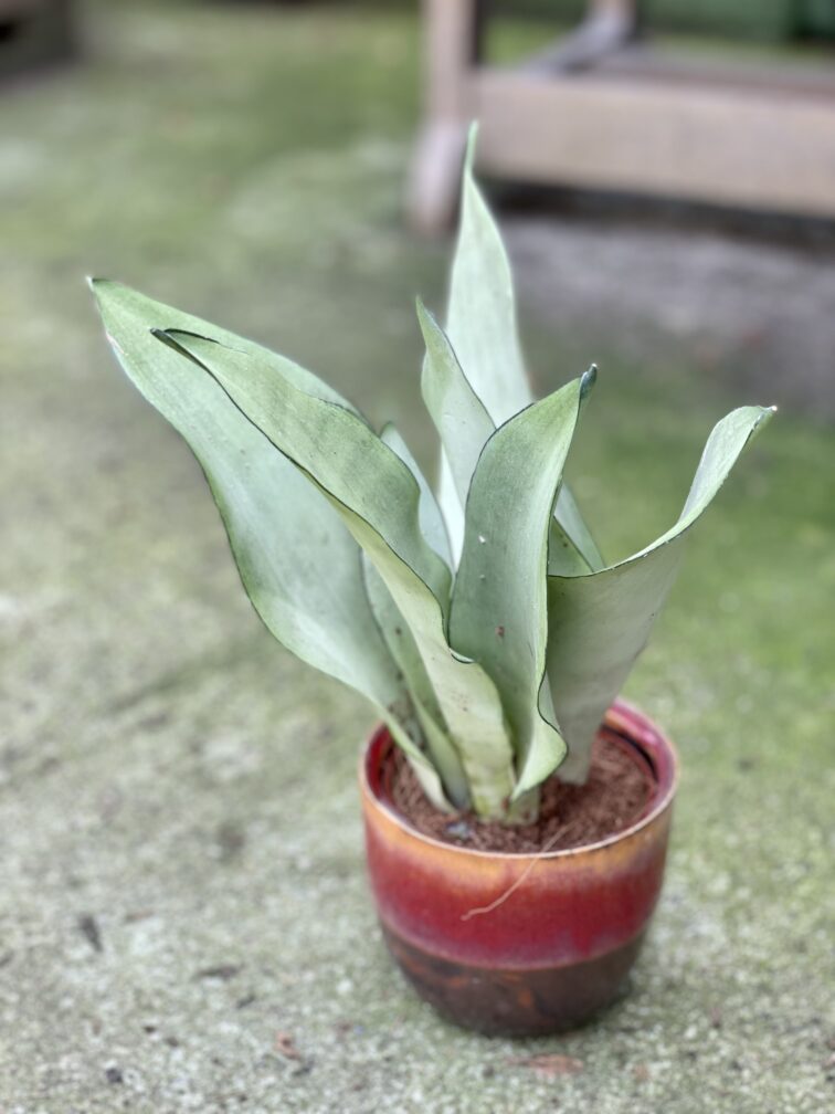 sansevieria-moonshine_9x30-1_1630141390.jpg Zdjęcie rośliny Sansevieria Moonshine, ujęcie 1