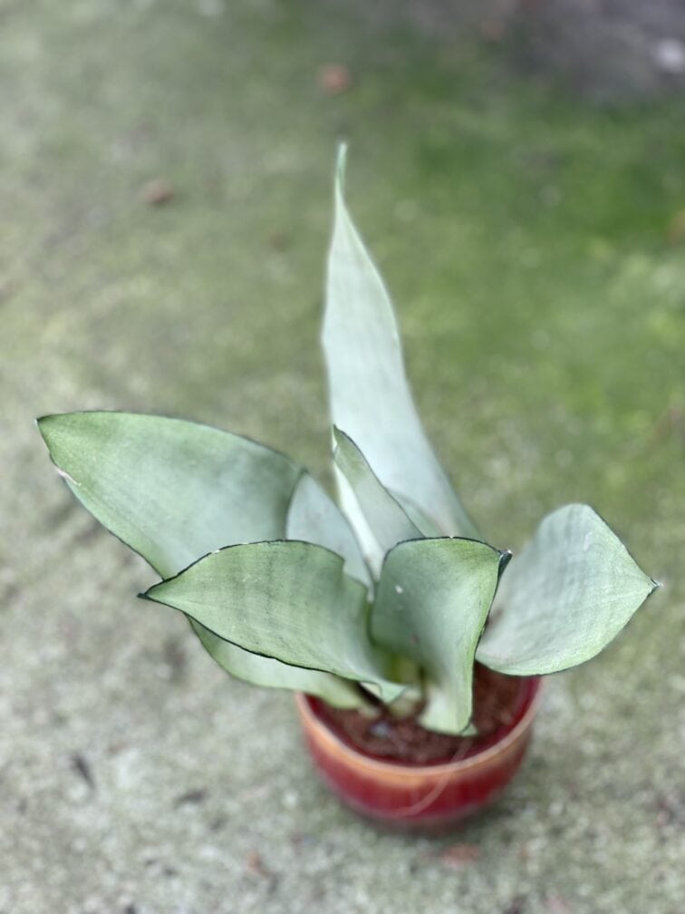 Zdjęcie rośliny Sansevieria Moonshine, ujęcie 2