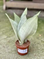 Zdjęcie rośliny Sansevieria Moonshine, ujęcie 3