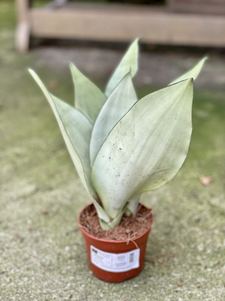 Zdjęcie rośliny Sansevieria Moonshine, ujęcie 3