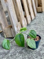 Zdjęcie rośliny Scindapsus Jade Satin, ujęcie 1