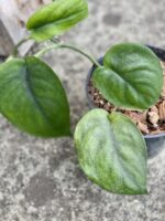 Zdjęcie rośliny Scindapsus Jade Satin, ujęcie 2