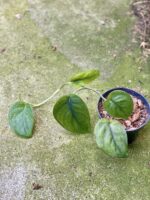 Zdjęcie rośliny Scindapsus Jade Satin, ujęcie 3