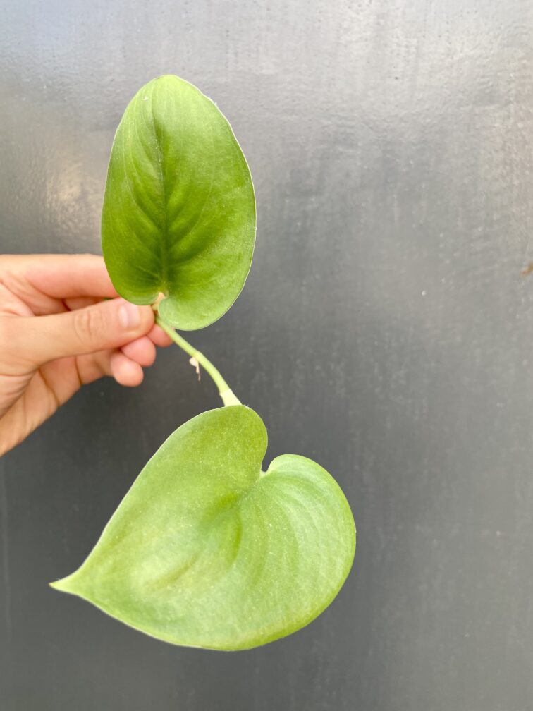 Zdjęcie rośliny Scindapsus Jade Satin, ujęcie 1