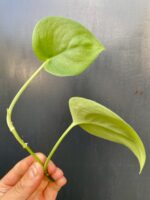 Zdjęcie rośliny Scindapsus Jade Satin, ujęcie 2