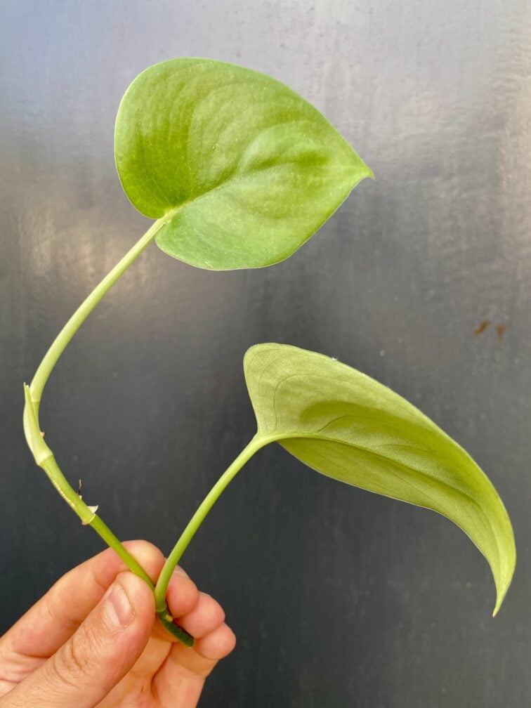 Zdjęcie rośliny Scindapsus Jade Satin, ujęcie 2