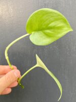 Zdjęcie rośliny Scindapsus Jade Satin, ujęcie 3