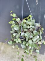 Zdjęcie rośliny Senecio mikanoides, ujęcie 1