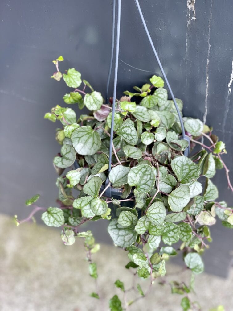 Zdjęcie rośliny Senecio mikanoides, ujęcie 1