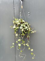 Zdjęcie rośliny Senecio mikanoides, ujęcie 2