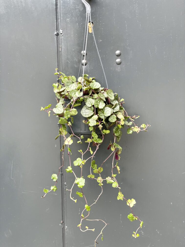 Zdjęcie rośliny Senecio mikanoides, ujęcie 2