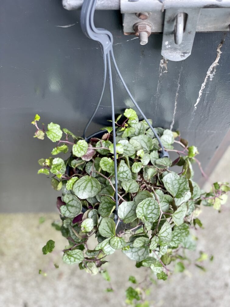 Zdjęcie rośliny Senecio mikanoides, ujęcie 3