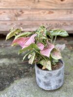 Zdjęcie rośliny Syngonium Neon Robusta, ujęcie 2
