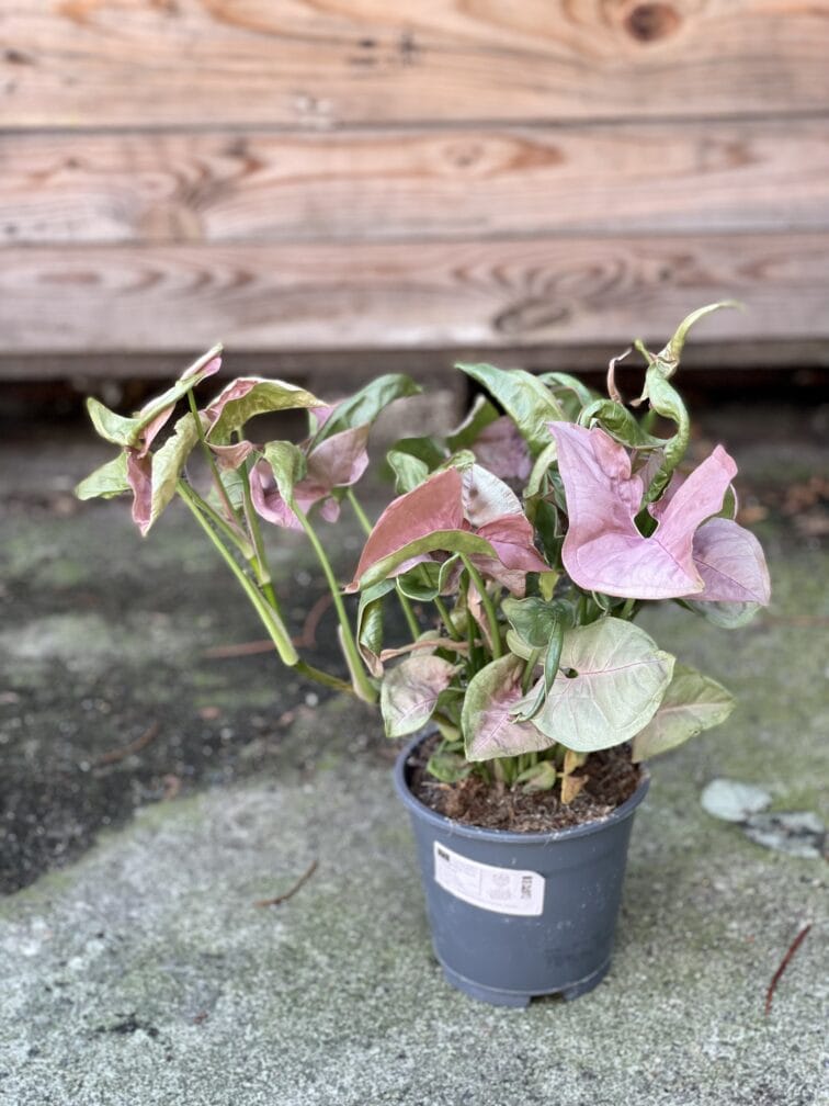 Zdjęcie rośliny Syngonium Neon Robusta, ujęcie 3