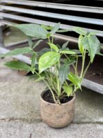 Zdjęcie rośliny Syngonium Podophyllum Trileaf Wonder, ujęcie 1