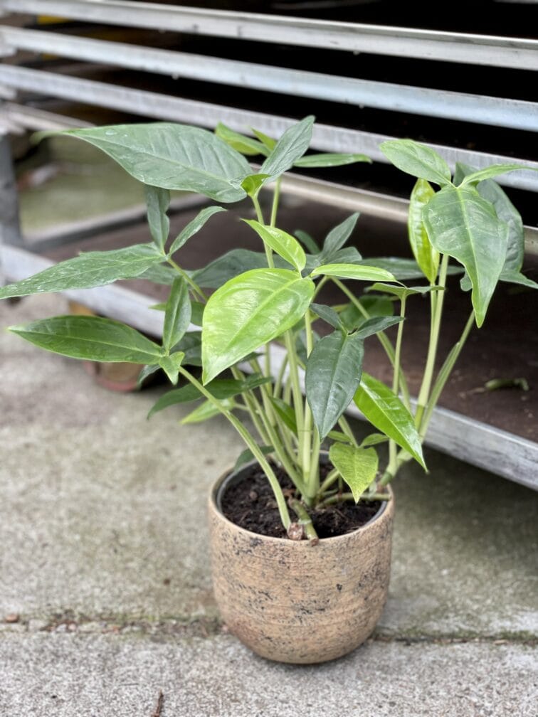 syngonium-podophyllum-trileaf-wonder_15x40-1_1629441653.jpg Zdjęcie rośliny Syngonium Podophyllum Trileaf Wonder, ujęcie 1