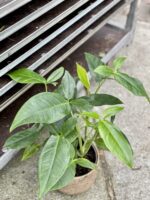 Zdjęcie rośliny Syngonium Podophyllum Trileaf Wonder, ujęcie 2