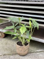 Zdjęcie rośliny Syngonium Podophyllum Trileaf Wonder, ujęcie 3