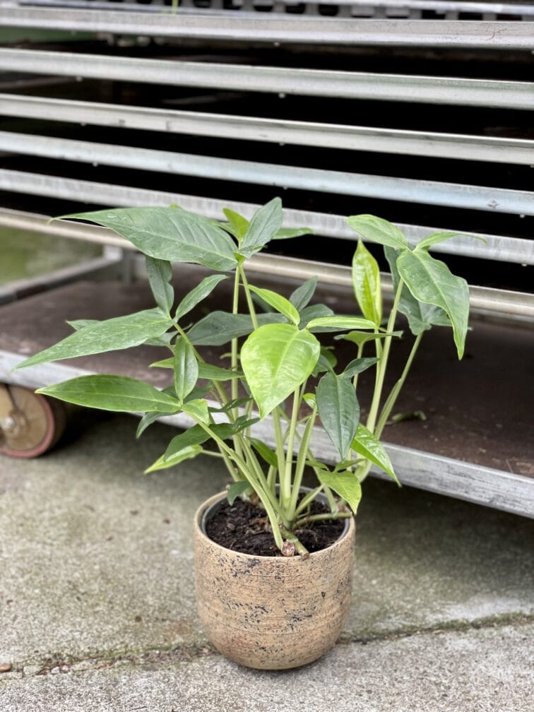 Zdjęcie rośliny Syngonium Podophyllum Trileaf Wonder, ujęcie 3