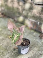 Zdjęcie rośliny Syngonium Regina Red, ujęcie 2