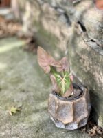Zdjęcie rośliny Syngonium Regina Red, ujęcie 3