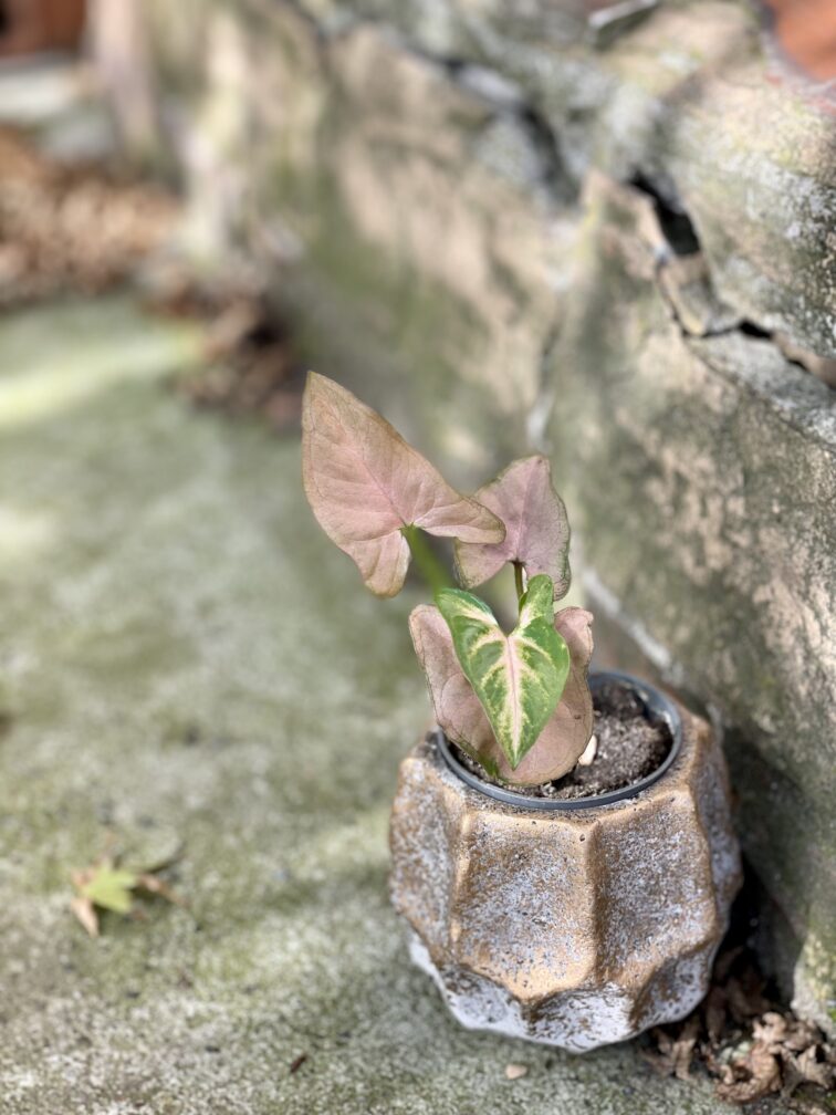 Zdjęcie rośliny Syngonium Regina Red, ujęcie 3