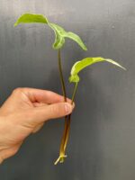 Zdjęcie rośliny Syngonium Three Kings, ujęcie 2