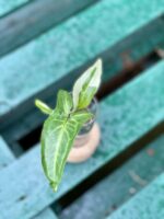 Zdjęcie rośliny Syngonium Three Kings, ujęcie 3