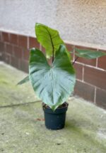 Zdjęcie rośliny Alocasia Black Stem, ujęcie 2
