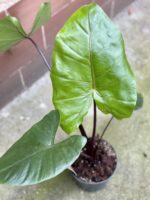 Zdjęcie rośliny Alocasia Black Stem, ujęcie 3