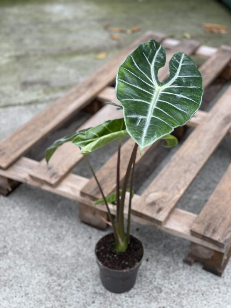 Zdjęcie rośliny Alocasia Longiloba, ujęcie 2