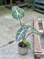 Zdjęcie rośliny Alocasia Longiloba, ujęcie 3
