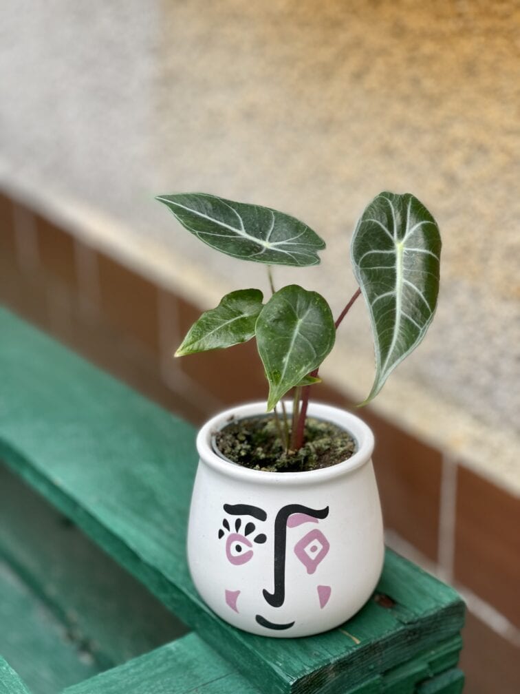 Zdjęcie rośliny Alocasia Longiloba, ujęcie 1