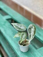 Zdjęcie rośliny Alocasia Longiloba, ujęcie 2