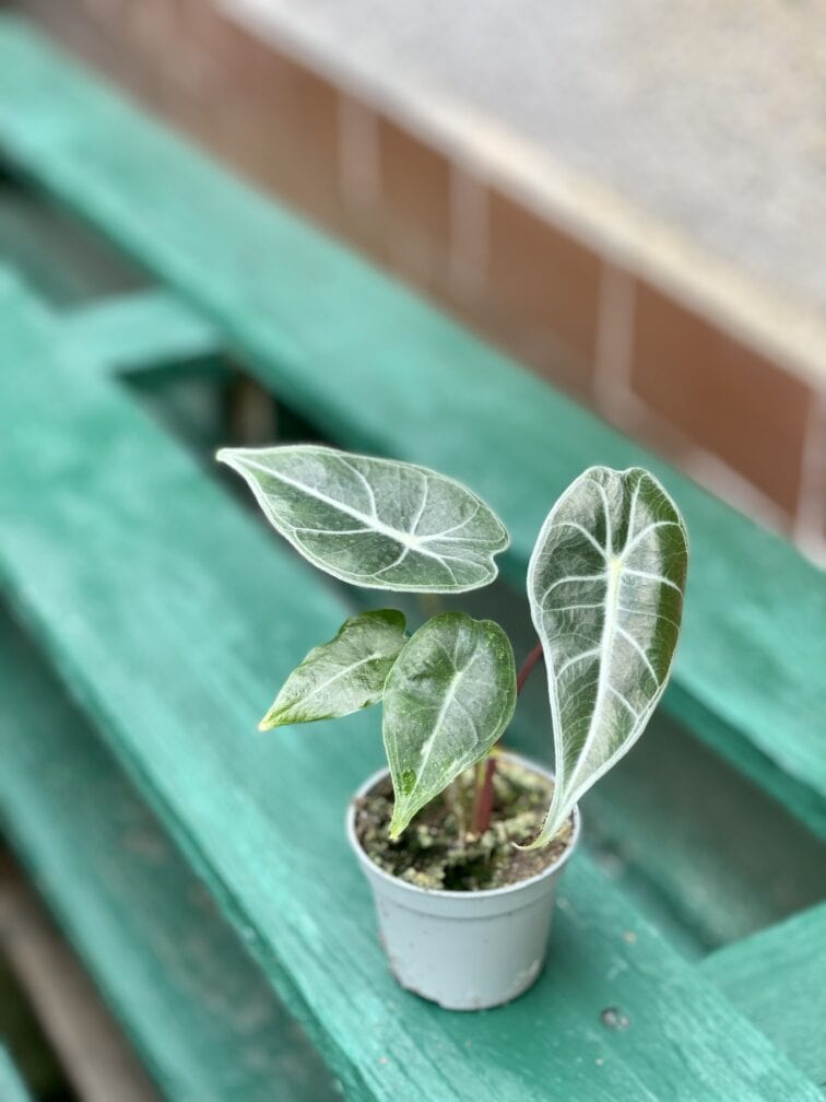 Zdjęcie rośliny Alocasia Longiloba, ujęcie 2