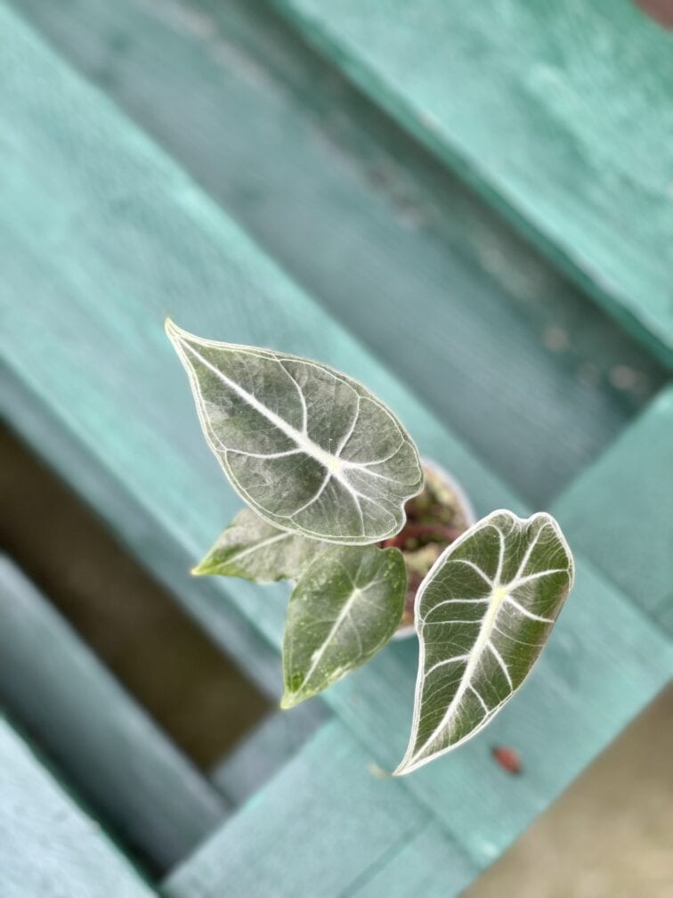 Zdjęcie rośliny Alocasia Longiloba, ujęcie 3