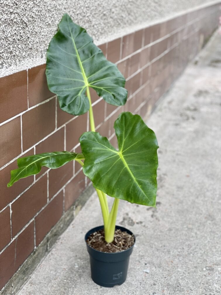 Zdjęcie rośliny Alocasia Macrorrhiza Lutea, ujęcie 1