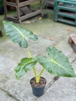Zdjęcie rośliny Alocasia Macrorrhiza Lutea, ujęcie 2