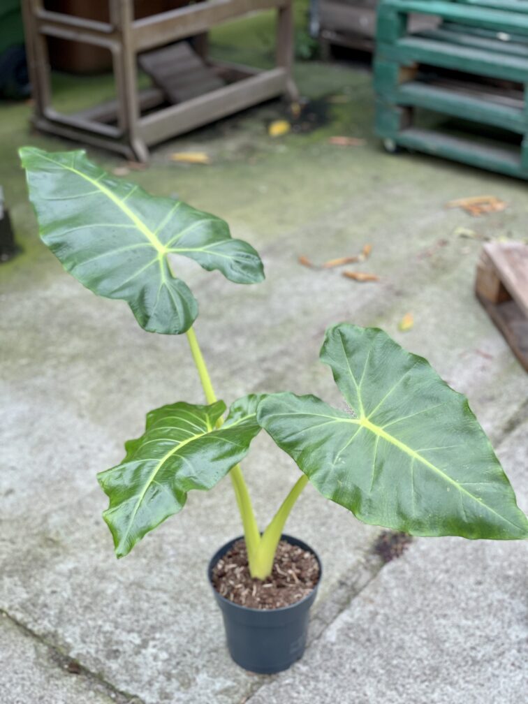 Zdjęcie rośliny Alocasia Macrorrhiza Lutea, ujęcie 2