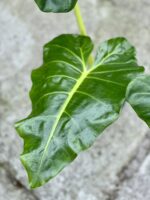 Zdjęcie rośliny Alocasia Macrorrhiza Lutea, ujęcie 3