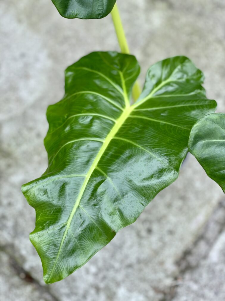 Zdjęcie rośliny Alocasia Macrorrhiza Lutea, ujęcie 3