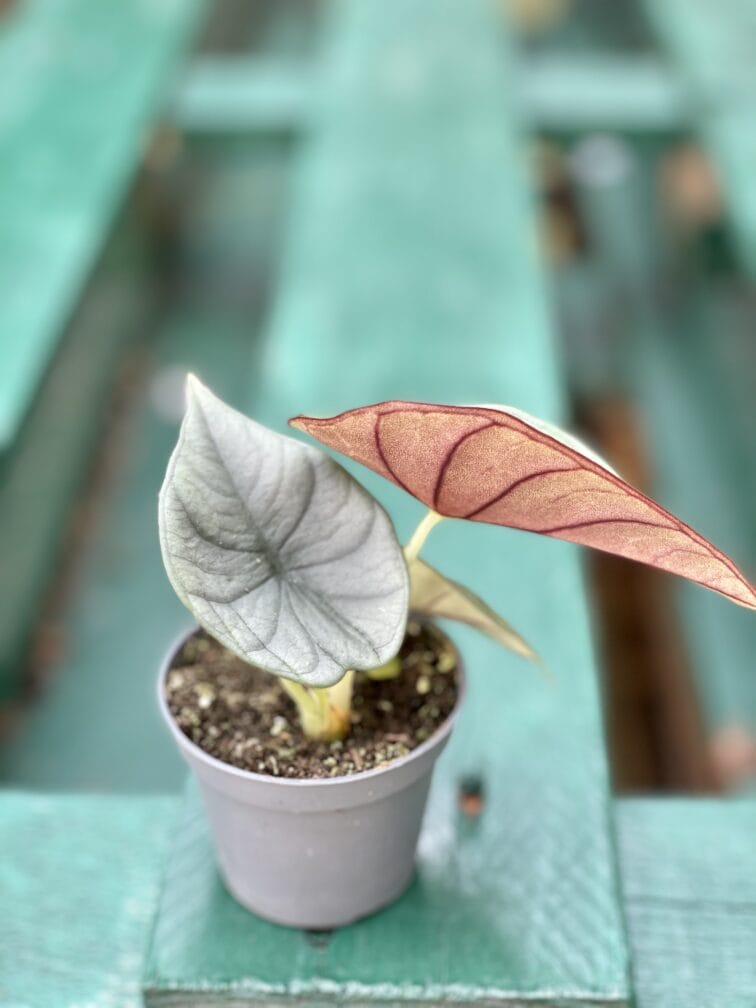 Zdjęcie rośliny Alocasia Nebula, ujęcie 1