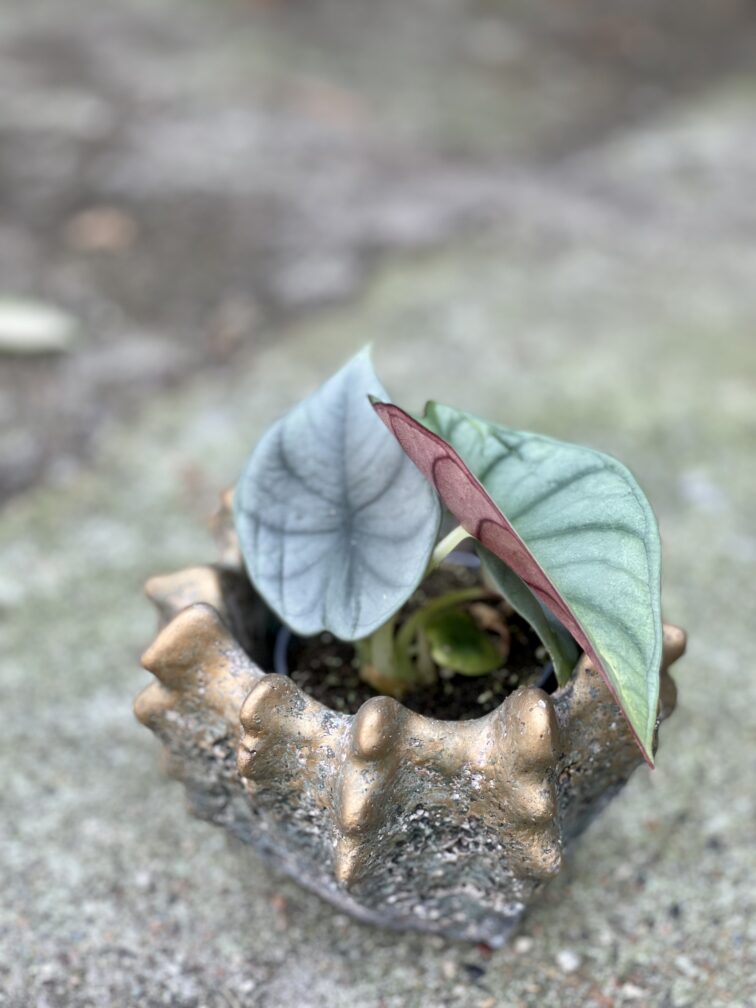 Zdjęcie rośliny Alocasia Nebula, ujęcie 2
