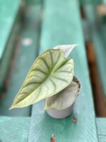 Zdjęcie rośliny Alocasia Nebula, ujęcie 3