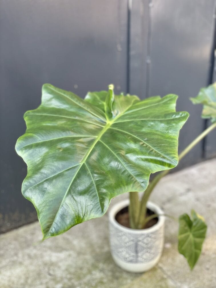 alocasia-portadora_13x65-1_1630740201.jpg Zdjęcie rośliny Alocasia Portadora, ujęcie 1