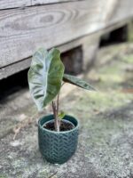 Zdjęcie rośliny Alocasia Pseudo Sanderiana, ujęcie 1