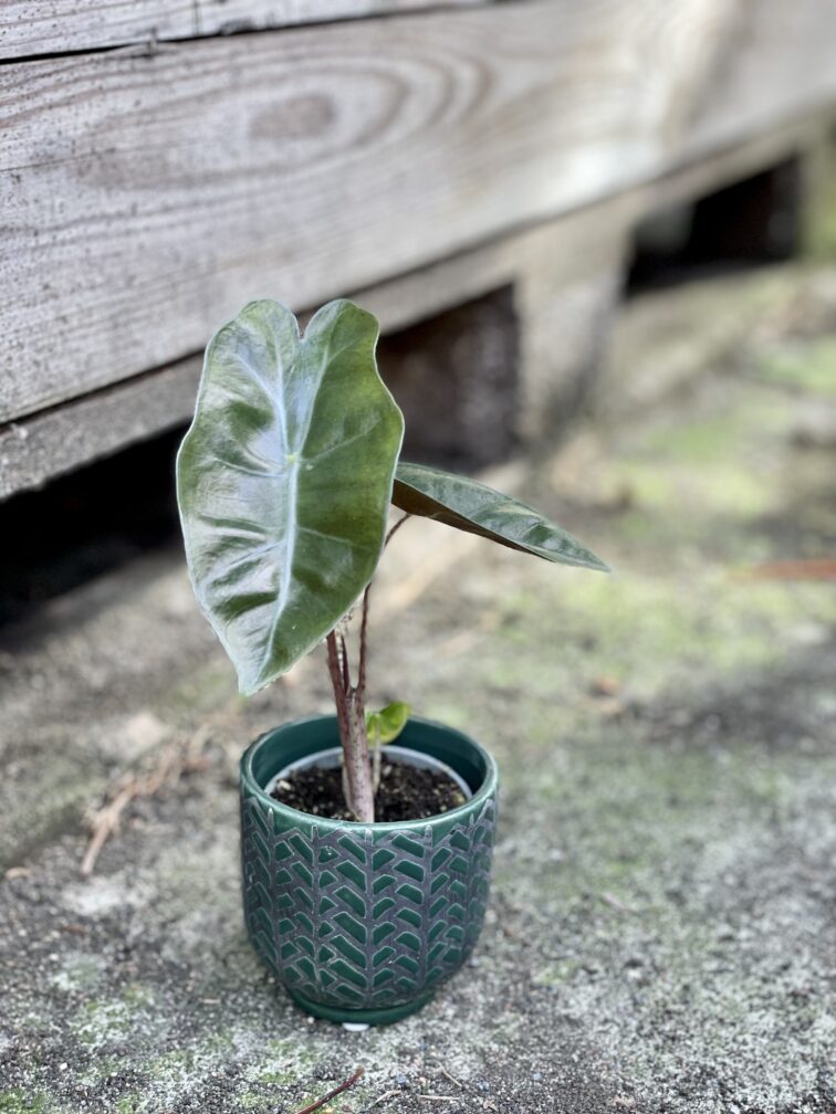 Zdjęcie rośliny Alocasia Pseudo Sanderiana, ujęcie 1