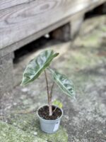 Zdjęcie rośliny Alocasia Pseudo Sanderiana, ujęcie 2