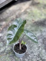 Zdjęcie rośliny Alocasia Pseudo Sanderiana, ujęcie 3