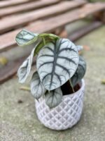 Zdjęcie rośliny Alocasia Silver Dragon, ujęcie 1